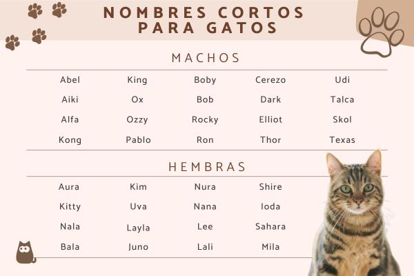 Nombres para Gatos Bonitos y Cortos