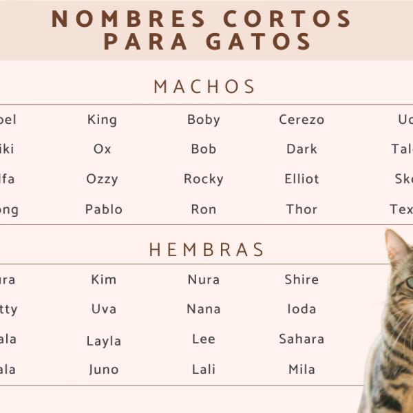 Los mejores Nombres para gatos bonitos y cortos