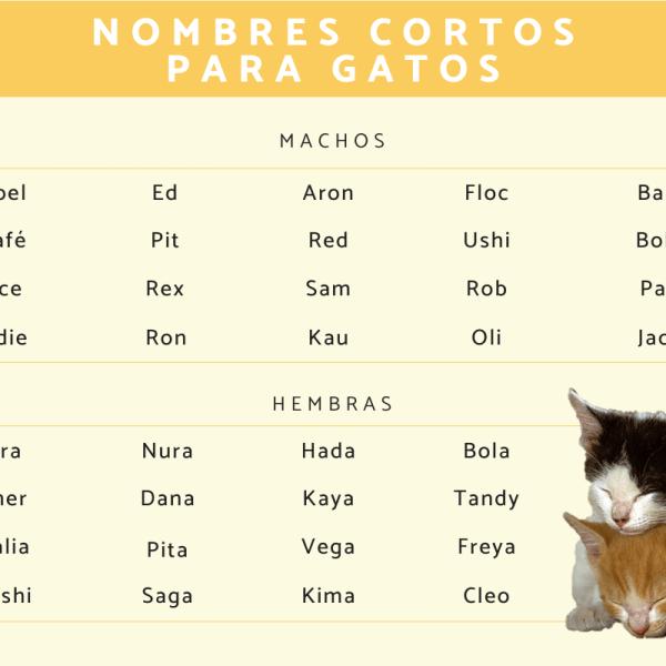 Lista de Nombres para gatos bonitos y cortos