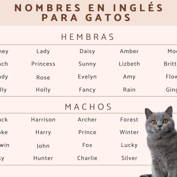 Los mejores Nombres para gatos british shorthair