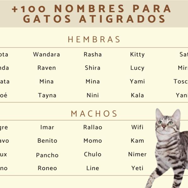 Nombres para Gatos Callejeros