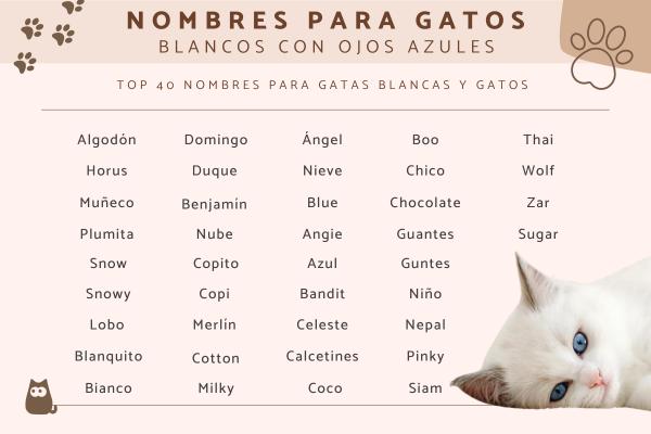 Nombres para Gatos con Ojos de Diferente Color
