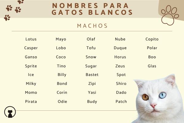 Los mejores Nombres para gatos con ojos de diferente color