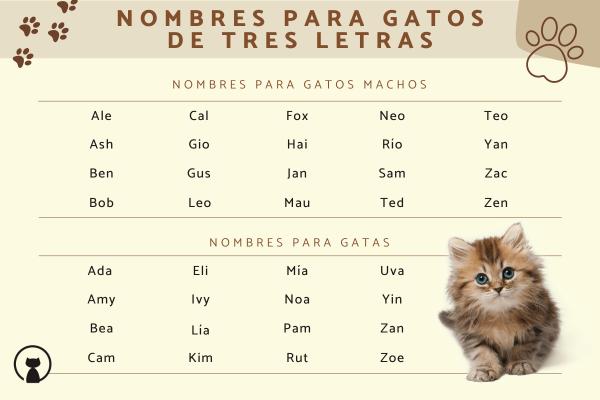 Nombres para Gatos de Tres Letras