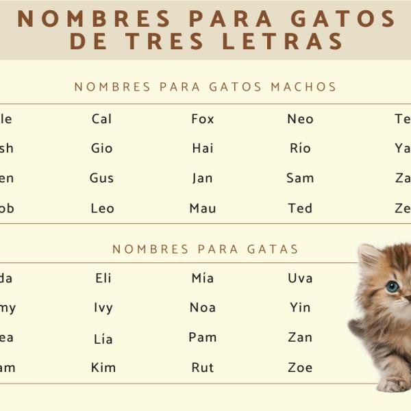 Los mejores Nombres para gatos de tres letras