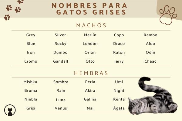 Los mejores Nombres para gatos grises con ojos azules