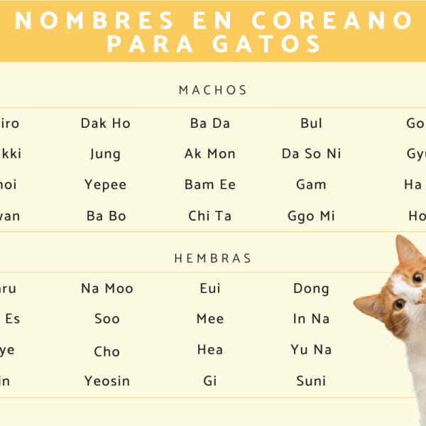 Los mejores Nombres para gatos hembra coreanos