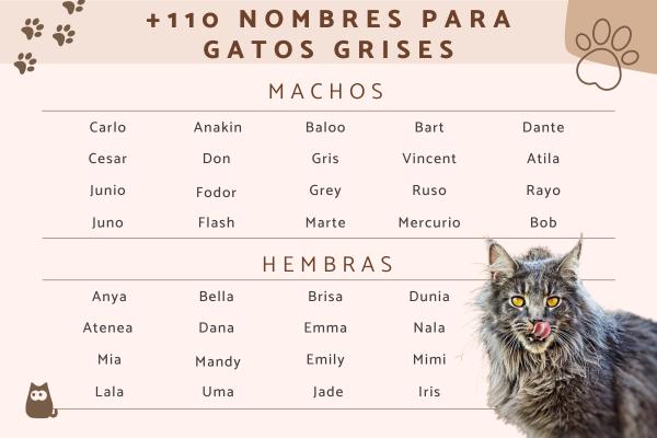 Nombres para Gatos Machos Color Gris