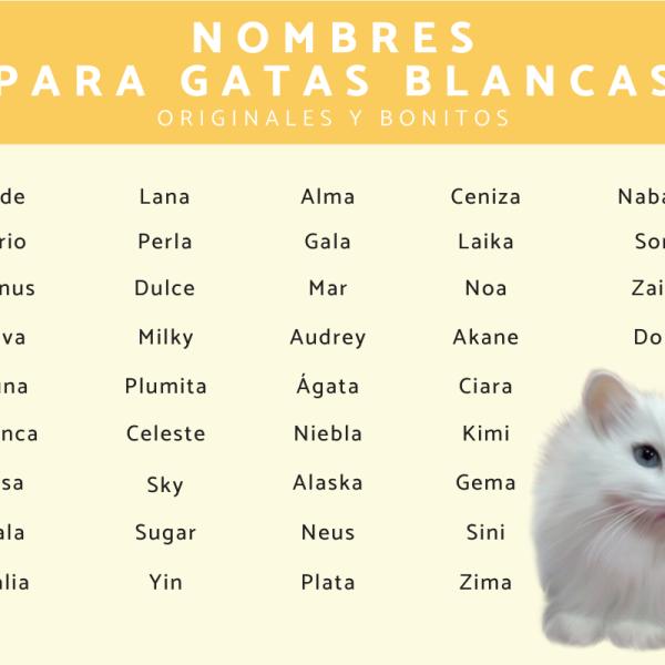 Lista de Nombres para gatos machos con ojos azules