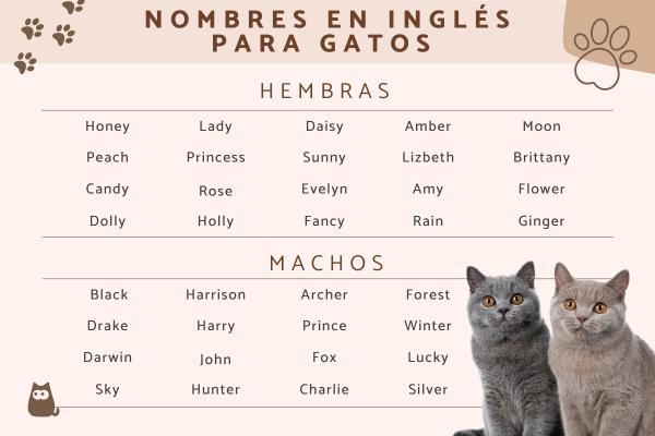 Nombres para Gatos Machos en Inglés