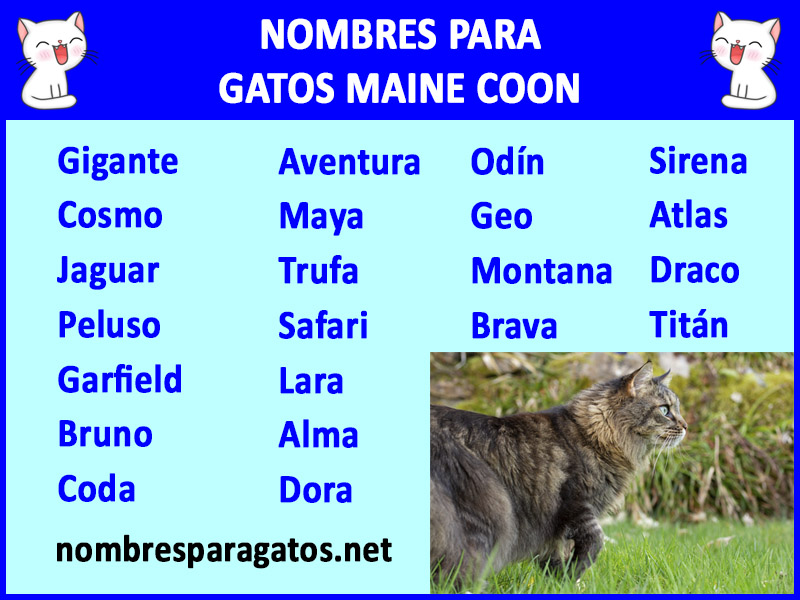 Nombres para Gatos Maine Coon