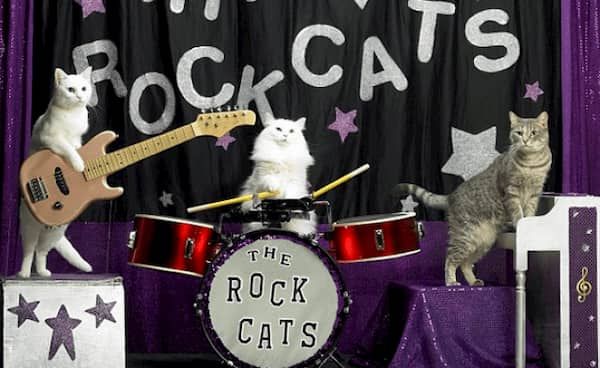 Nombres para Gatos Rockeros
