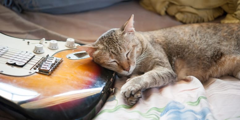 Lista de Nombres para gatos rockeros