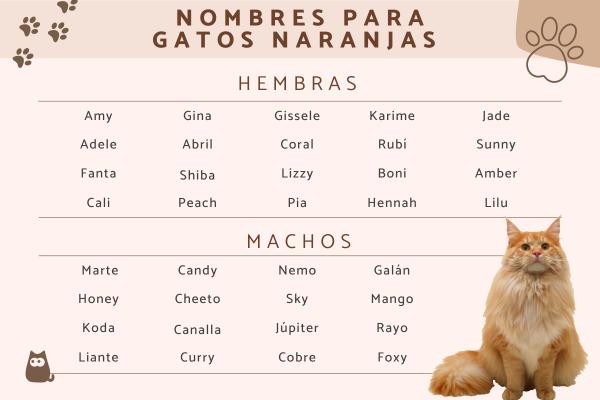 Nombres para Gatos Rojos