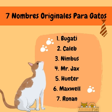 Nombres para Gatos Sin Género