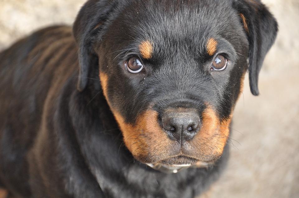 Nombres para Perras Rottweiler