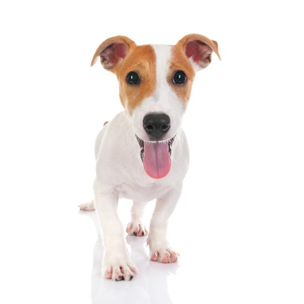 Nombres para Perro Jack Russell Terrier Macho