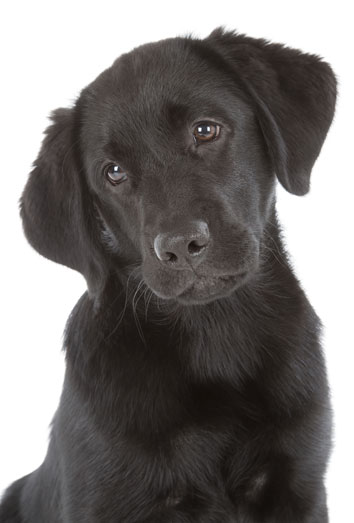 Nombres para Perro Labrador Negro