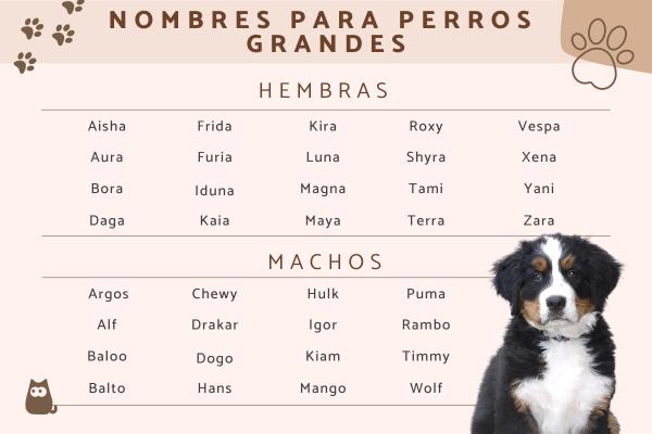 Nombres para Perros Alfa