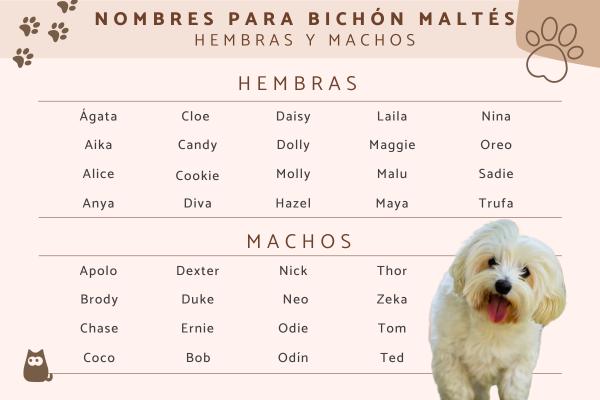 Nombres para Perros Bichon Maltes Macho