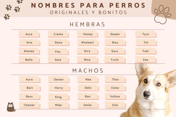 Nombres para Perros No Comunes