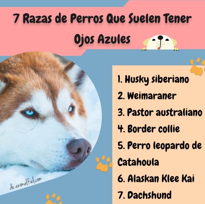 Nombres para Perros con Ojos Azules