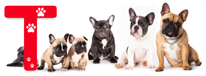 Nombres para Perros con T