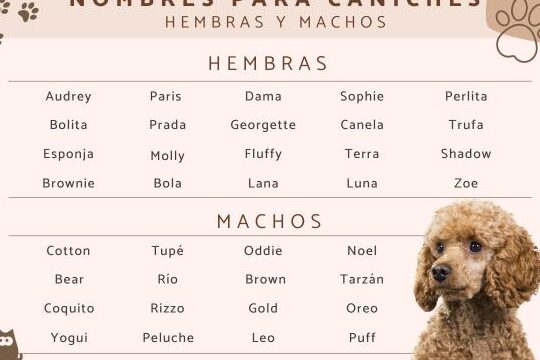 Nombres para Perros de Agua
