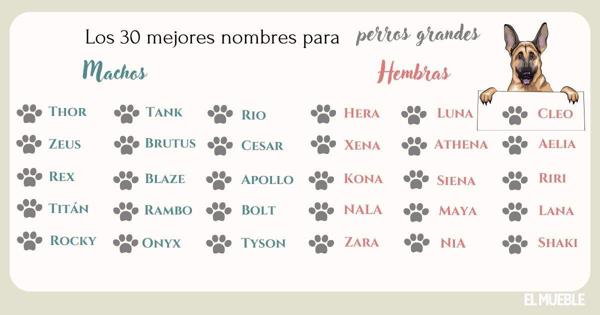 Nombres para Perros de Campo
