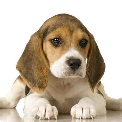 Nombres para Perros de Raza Beagle