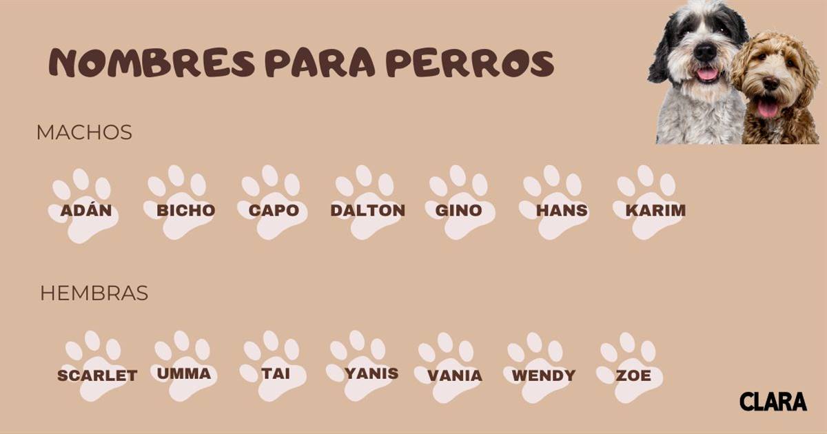 Nombres para Perros Flojos