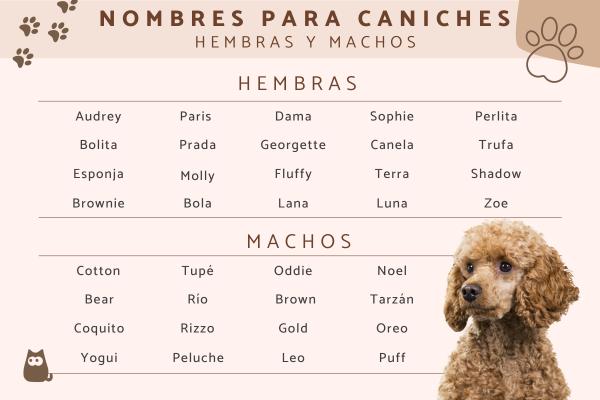 Nombres para Perros French Poodle Macho Blanco