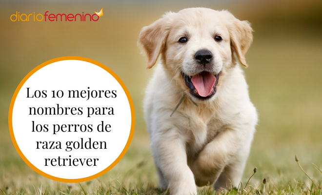 Nombres para Perros Golden Retriever Hembra