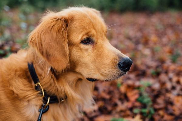 Nombres para Perros Golden Retriever