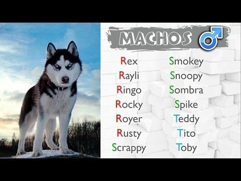 Nombres para Perros Husky Malamute