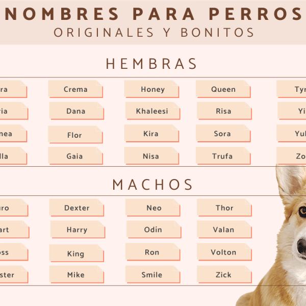 Nombres para Perros Machos Fox Terrier