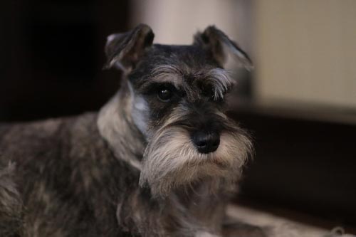 Nombres para Perros Schnauzer Negro Macho