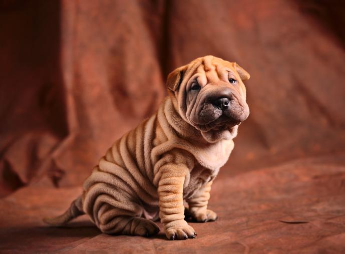 Nombres para Perros Raza Shar Pei