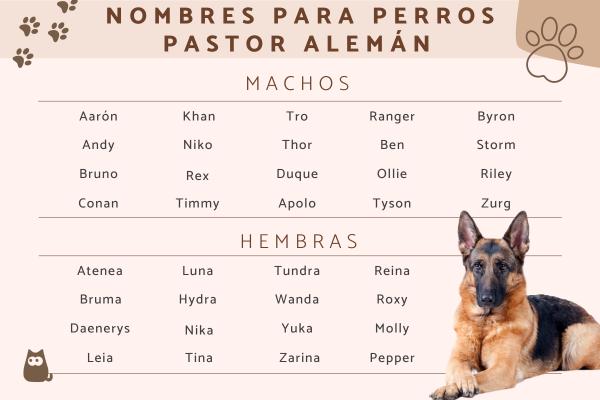 Nombres para Perros Pastor Alemán Belga Malinois