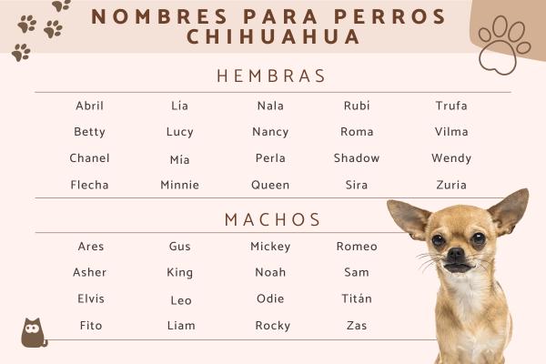 Nombres para Perros Pequeños Chihuahua
