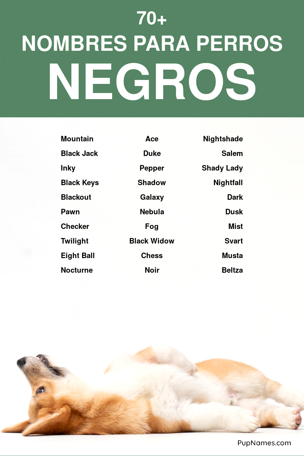 Nombres para Perros Pequeños de Color Negro