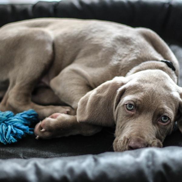 Nombres para Perros Pitbull Machos Color Gris