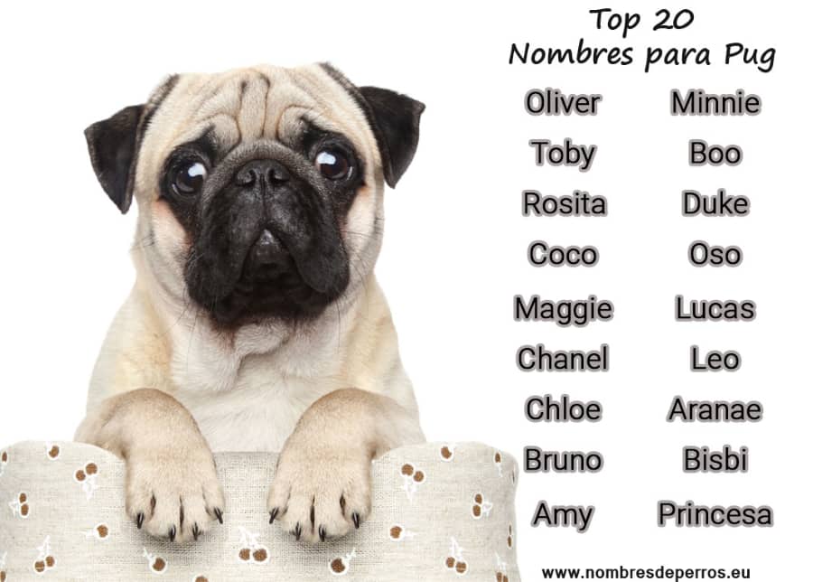 Nombres para Perros Pug en Coreano
