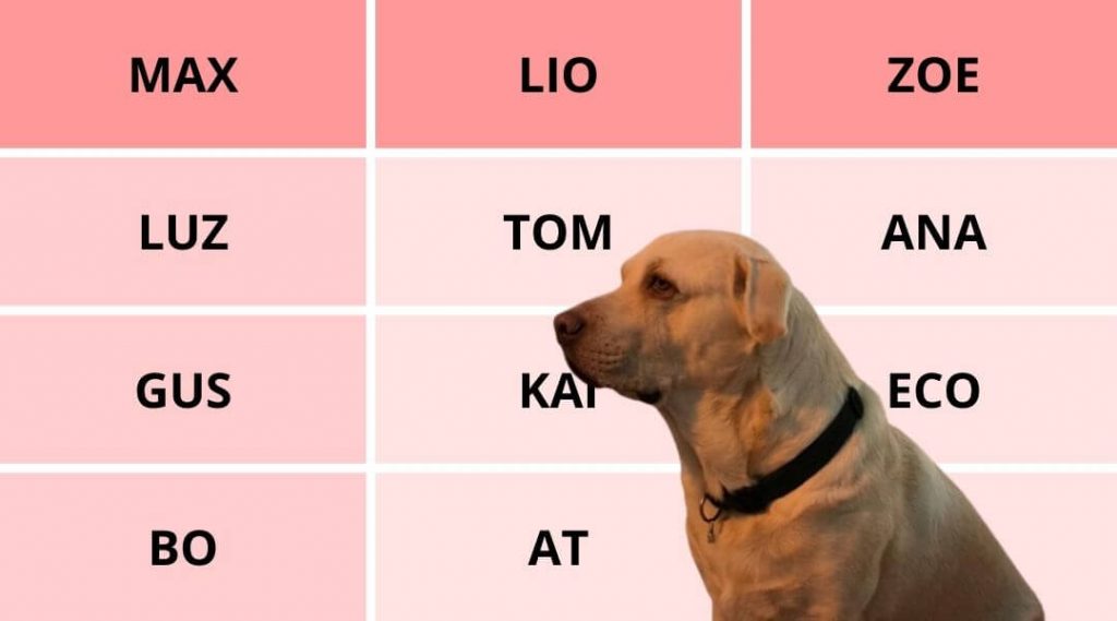 Nombres Agudos para Perros