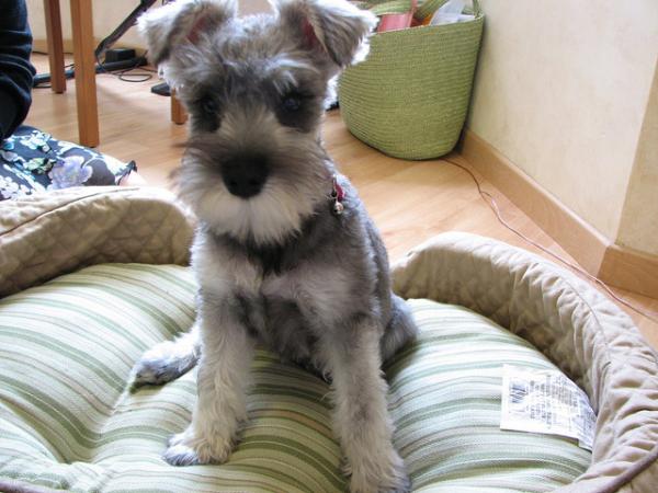 Nombres para Perros Schnauzer