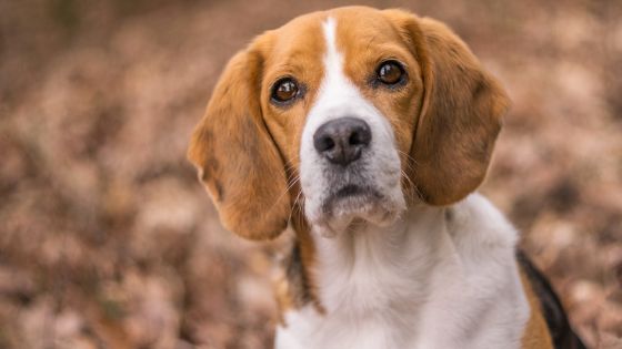 Nombres para Perros Tricolor