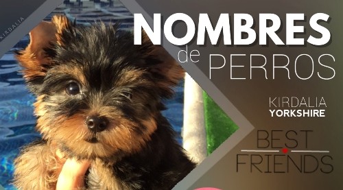 Nombres para Perros Yorsay