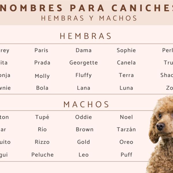 Nombre para Perro Caniche Negro