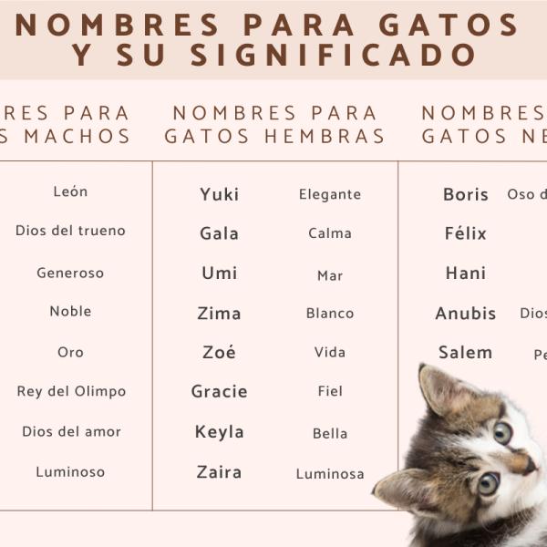 Nombres Únicos para Gatas