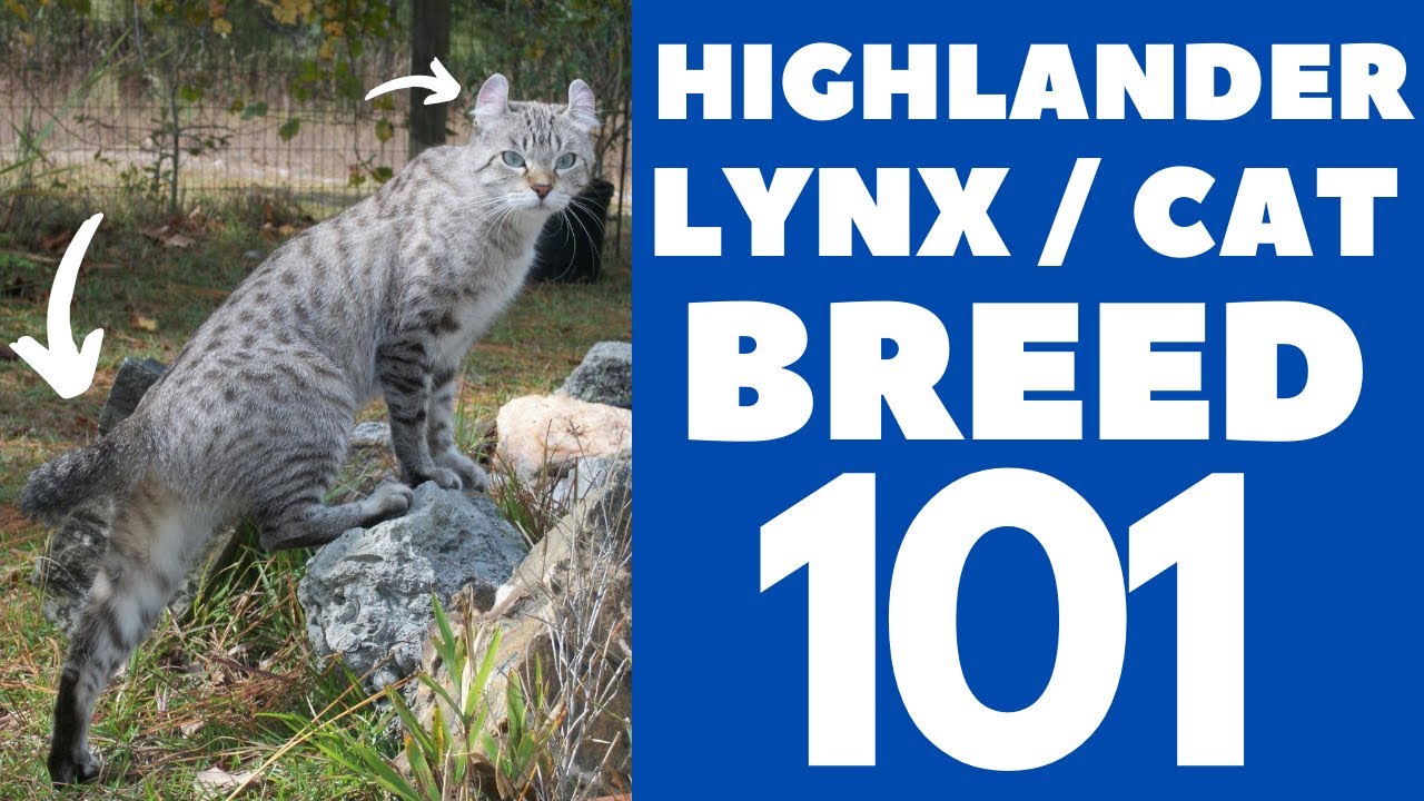 La Magnificencia Personificada: Perfil del gato Highlander